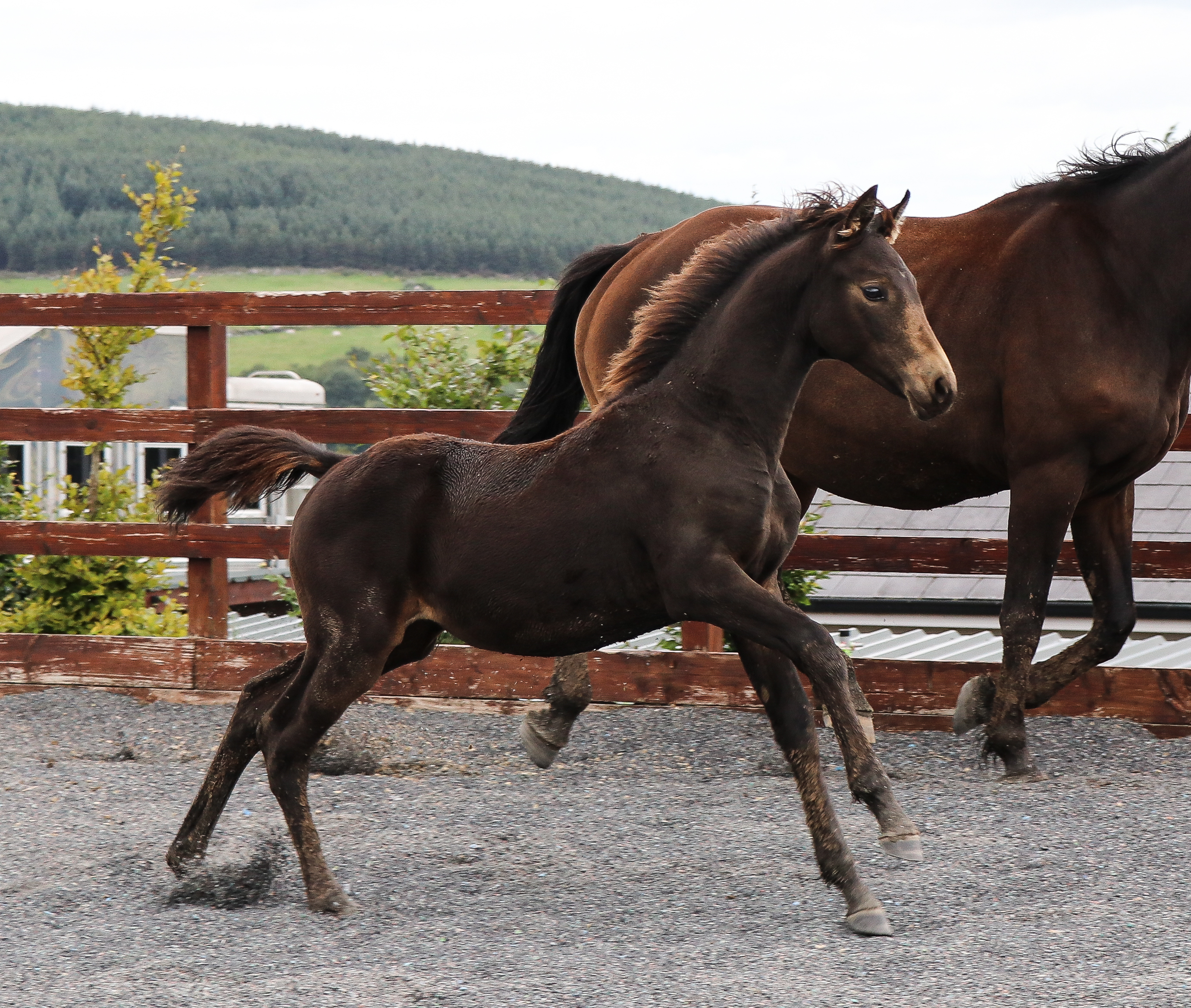 Expat Morgans leading sport stud farm in Europe